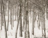 Grove of Maples covered in Snow 8 x 12 Print