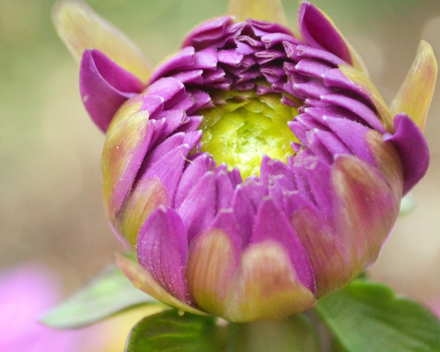 Purple Dahlia Bloom, Macro fine art photography, Vancouver, WA