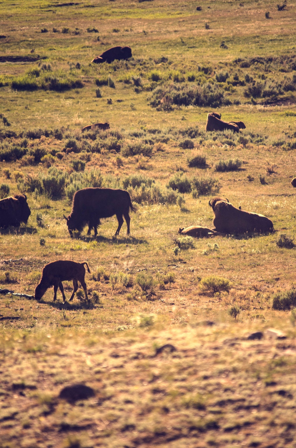 our real home- fine art photograph - bison - yellowstone national park - wyoming