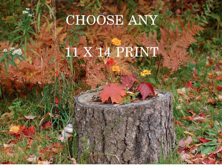 CHOOSE ANY 11 x 14 print