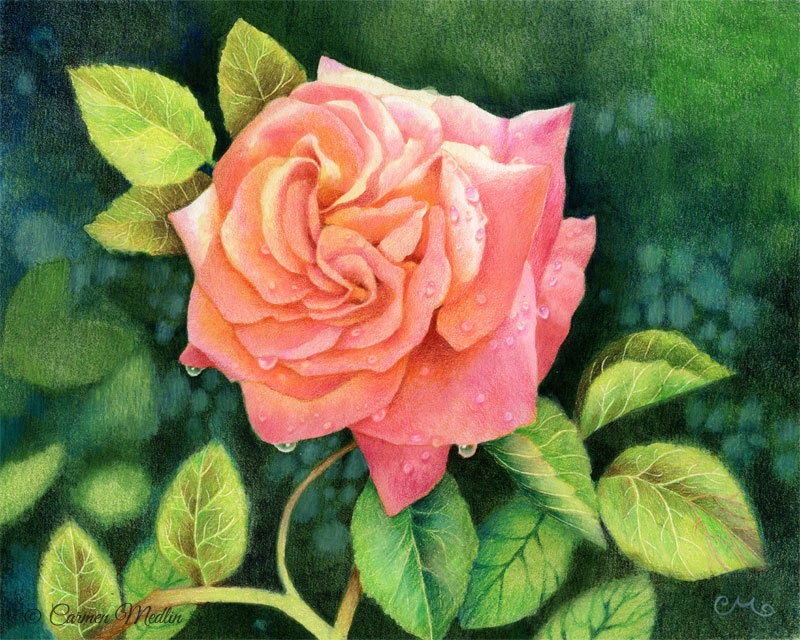 Morning Dew Rose - Original Flower Colored Pencil Painting