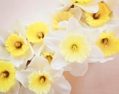 Daffodil Photography -  8x12 Fine Art Photography, yellow cream white flower photography, nature, floral, shabby chic, wall art print - kimfearheiley