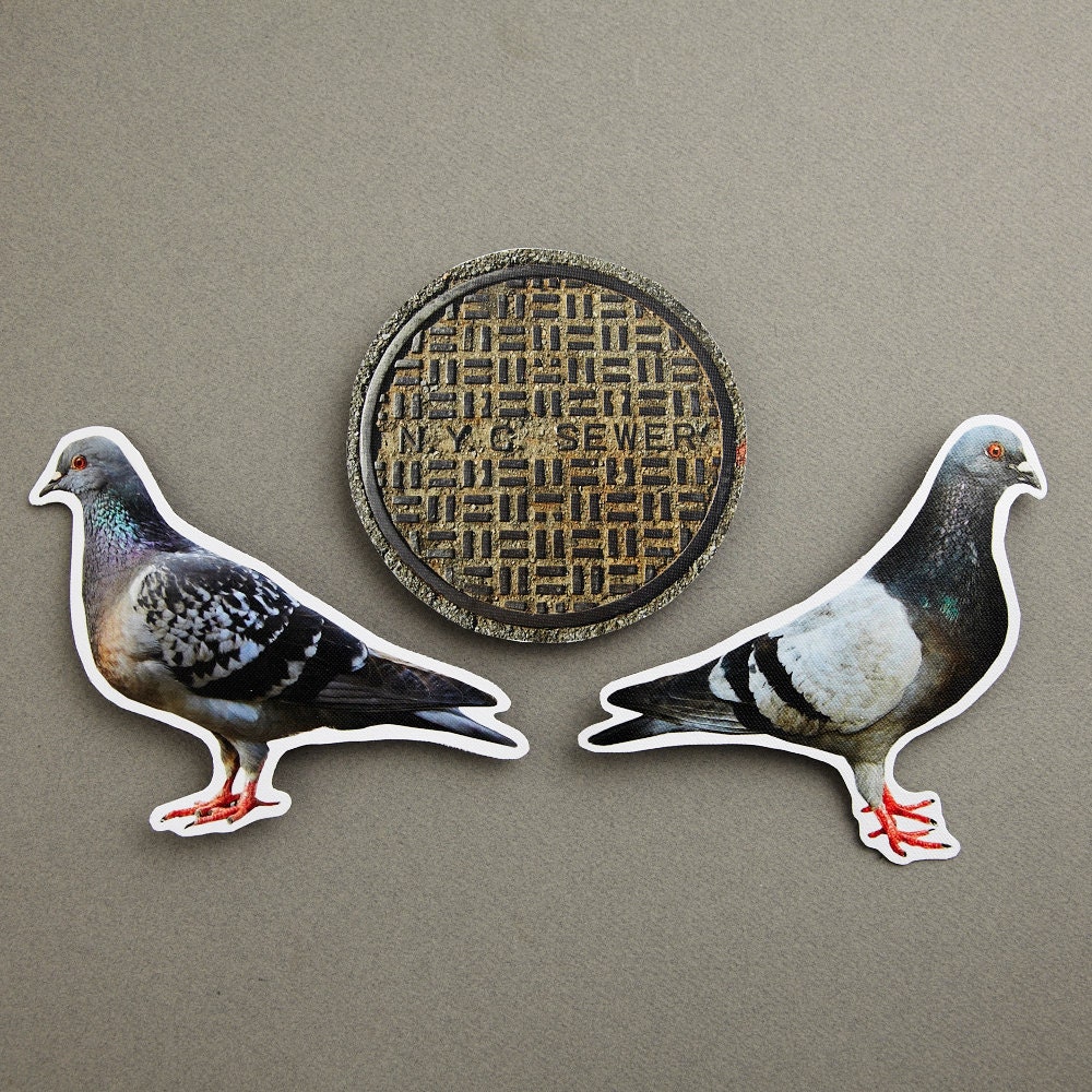 Pigeons and Sewer Drain Photo Magnets