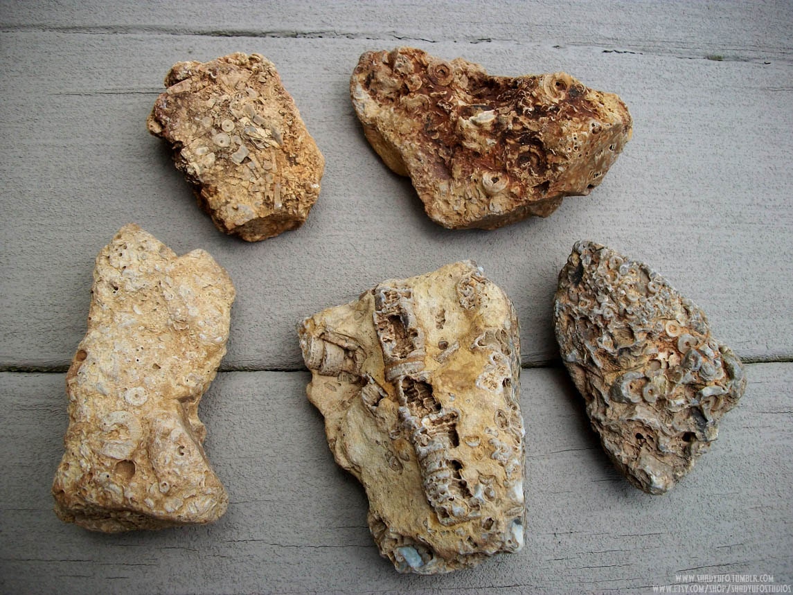 Five Large Chunks of Crinoids in the Matrix