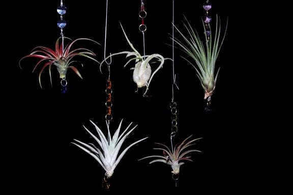 Set of 3 Crystal Hanging Tillandsias