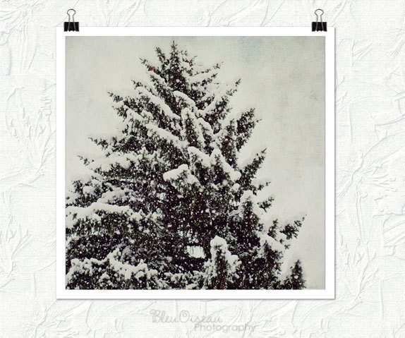 Nature photography, winter scene, snow tree, wall decor, fine art photography