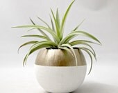 Mini Air Plant Gold Colorblock Pod  // Container  // Home Decor // Air Plant Pot