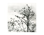 Fly Away, etching, cool B&W tone
