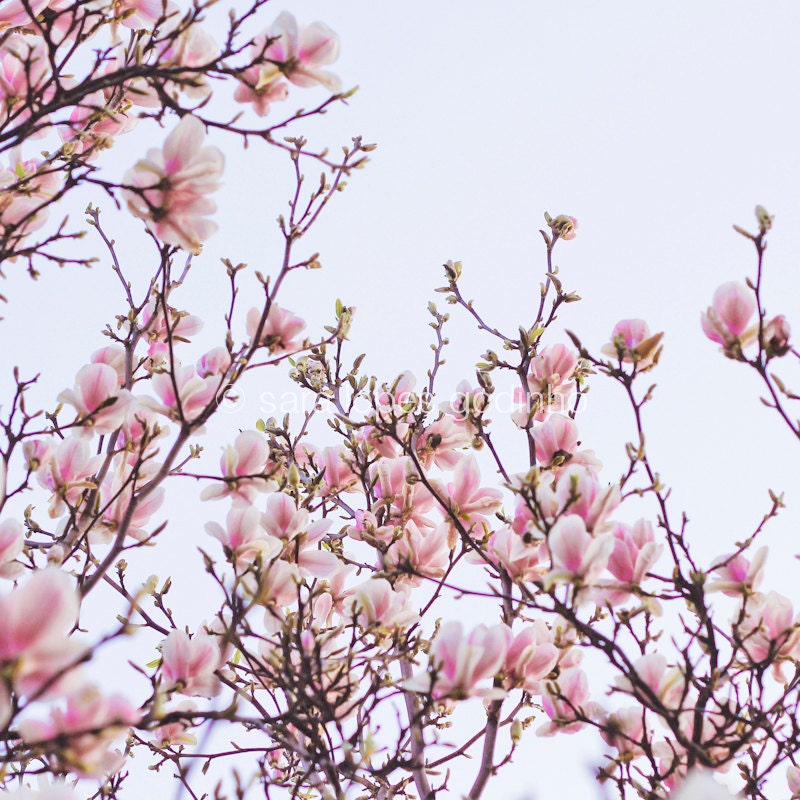 BOGO SALE spring magnolia in bloom // flowers spring pink nature photography 5x5 // wall art home decor