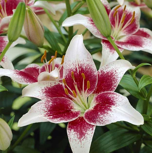5 Lilium Bulbs, Asiatic Lily, Lilies 'Strawberries & Cream' Spring '13 - JBFFarms