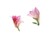 Nature Photograph Pink Flower Home Decor minimal 8 x 10 gifts for her