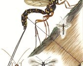1956 Ichneumon or Scorpion Wasps Vintage Offset Lithograph to Frame