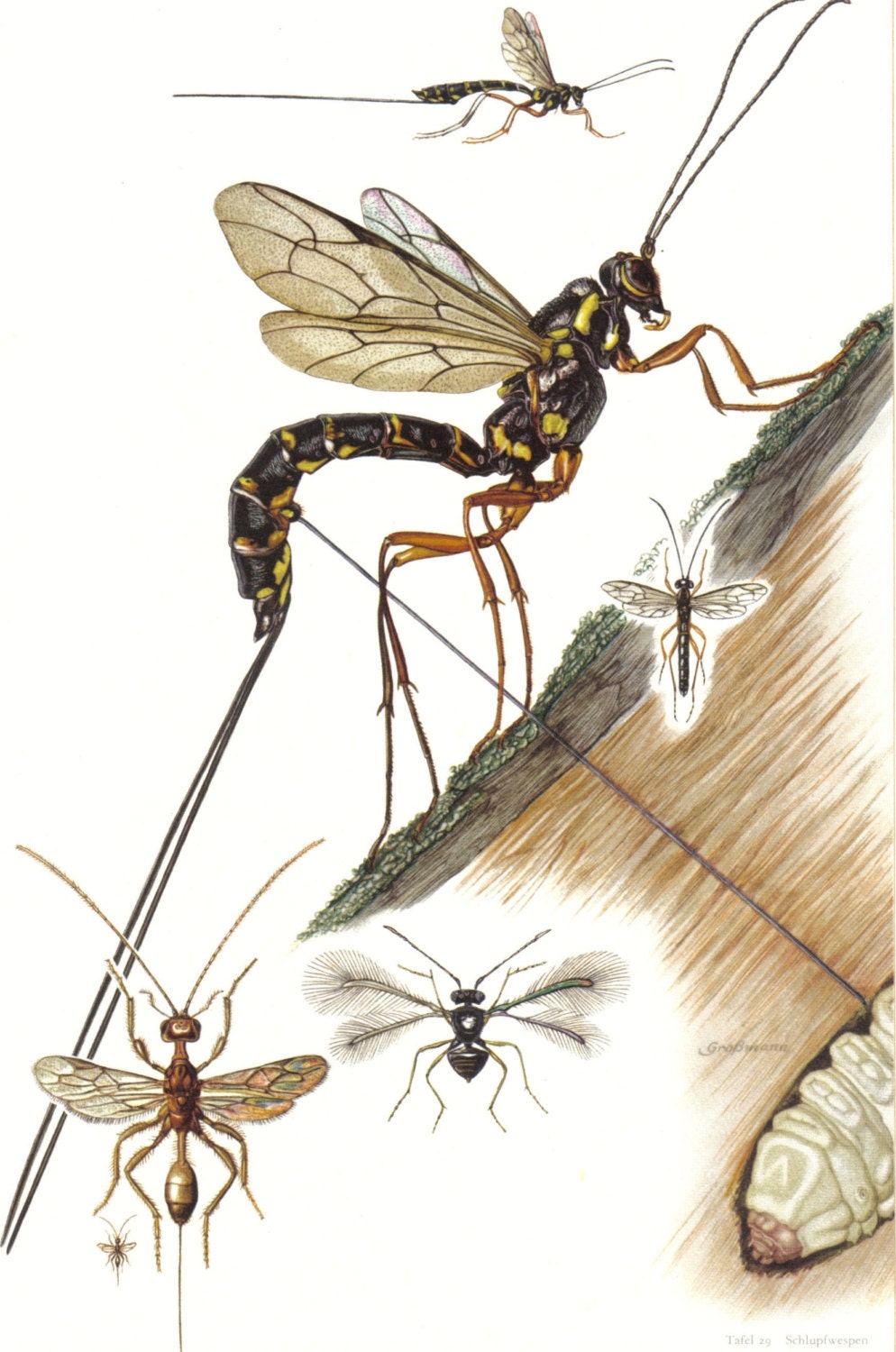 1956 Ichneumon or Scorpion Wasps Vintage Offset Lithograph to Frame