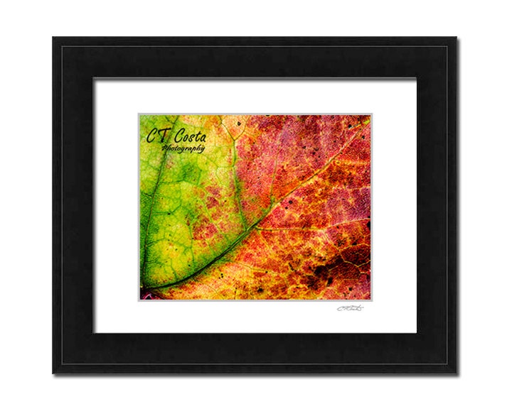 Leaf Framed Wall Art, abstract leaf photography print, 11x14 frame Ready to Hang