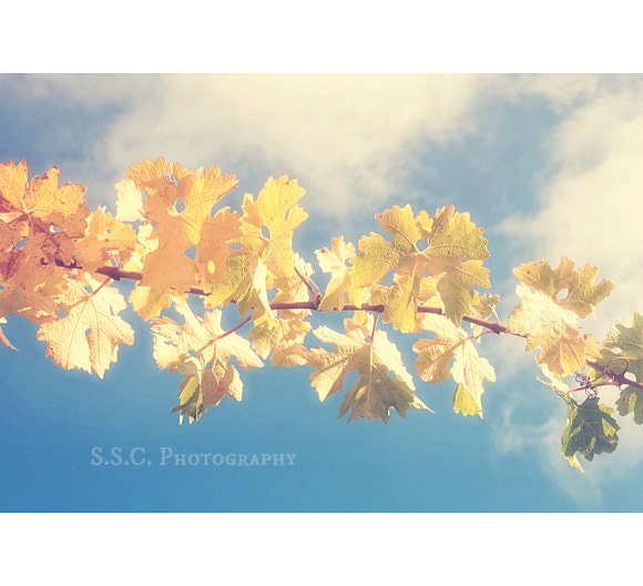 Vineyard photography. Leaves. fall art. autumn. blue sky. sunny. yellow. golden. gold. kitchen home decor. sonoma. napa. nature art