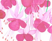 Little Pink Fuschias, original watercolor