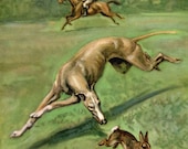 Greyhound Vintage Dog Illustration - Edwin Megargee - 1950s Dog Art