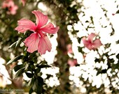 Hibiscus Garden - Carribean Dreams - 12x8 Semi-Glossy Photo Print with Border