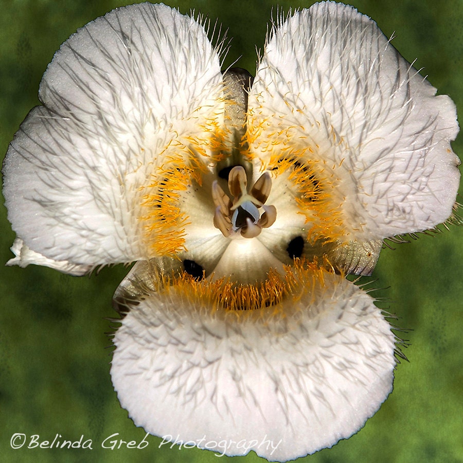 White Flower Photo -  "Mariposa Lily 3" - Fine Art Print  Nature Photography, Digital Art, texture, blue, 12x12 unframed print
