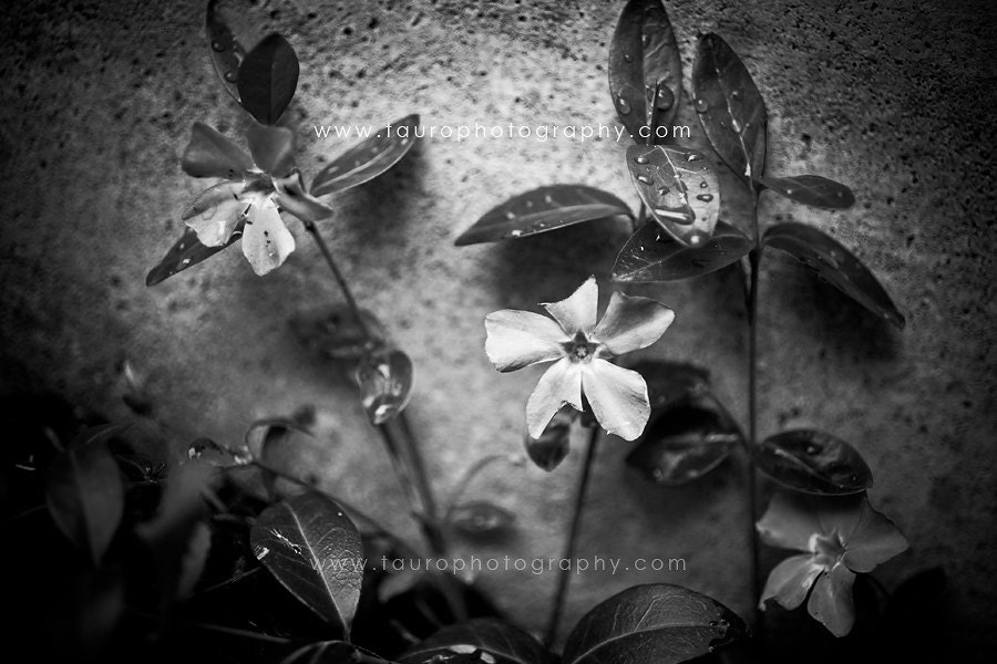 Vinca Minor No. 2