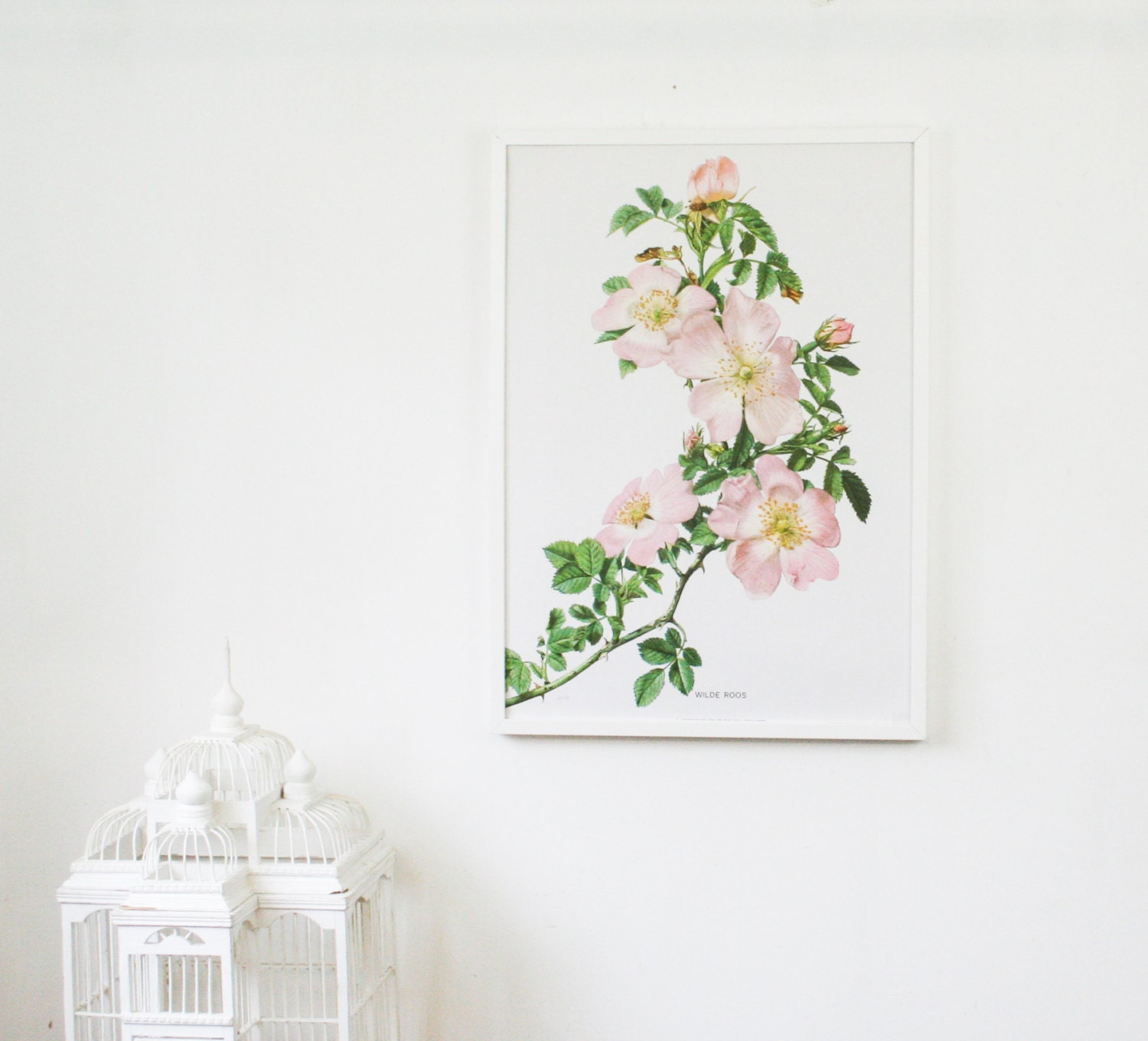Vintage XL School Print, Wild Rose, Botanical poster,  1960's