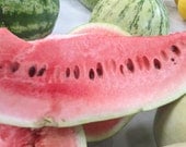 BEST TASTING Organic Heirloom Ali Baba Watermelon Seeds