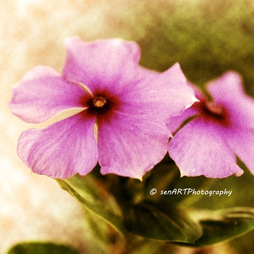 Mysterious Violet 8"x8" Spring Fine Art Wall Decor Photograph For Modern Cafe Bar Pub Hotel Restaurant Nursey Home Office