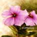 Mysterious Violet 8"x8" Spring Fine Art Wall Decor Photograph For Modern Cafe Bar Pub Hotel Restaurant Nursey Home Office
