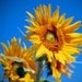 Sunflower-03 8"x10" Fine Art Wall Decor Nature Photograph For Cafe Bar Pub Hotel Restaurant Nursey Home Office