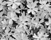 Flowers, Black and White Photography, Nature Photography, Matted 5x7 Photography, Moss Phlox