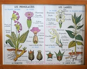 NEW price Large Stunning Vintage French School double-sided poster of a Primula, Labiatae and potato