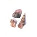 Seashells painting - S030-  Print of watercolor painting - 5 by 7 print