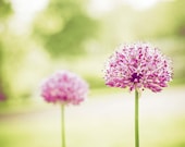 Flower Photography - light yellow green pink purple pastel nature floral wall art prints botanical decor - 8x10 Photograph, "Spring Whisper"
