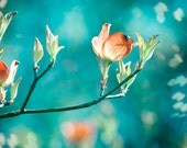 Teal Photography - orange peach teal decor flower aqua blue green turquoise print floral botanical wall art - 8x8 Photograph, "Enchanting"
