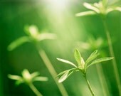 Green Photography - green wall art print nature botanical fine photography modern photo - 11x14, 8x10 Photograph, "The Light Eternal"
