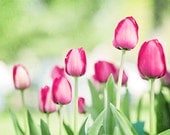 Tulip Photography - flower pink green burgundy white spring floral print wall art nature botanical - 8x12 Photograph, "Hope Springs Eternal"