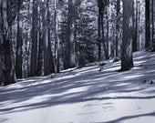 Winter Woodland Photography Print 11x14 Fine Art New Mexico Forest Trees Snow Hill Black and White Landscape Photography Print.