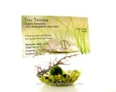 Business Card/ Place Card Holder Marimo Moss Ball Aquarium / Terrarium: 11 colors available