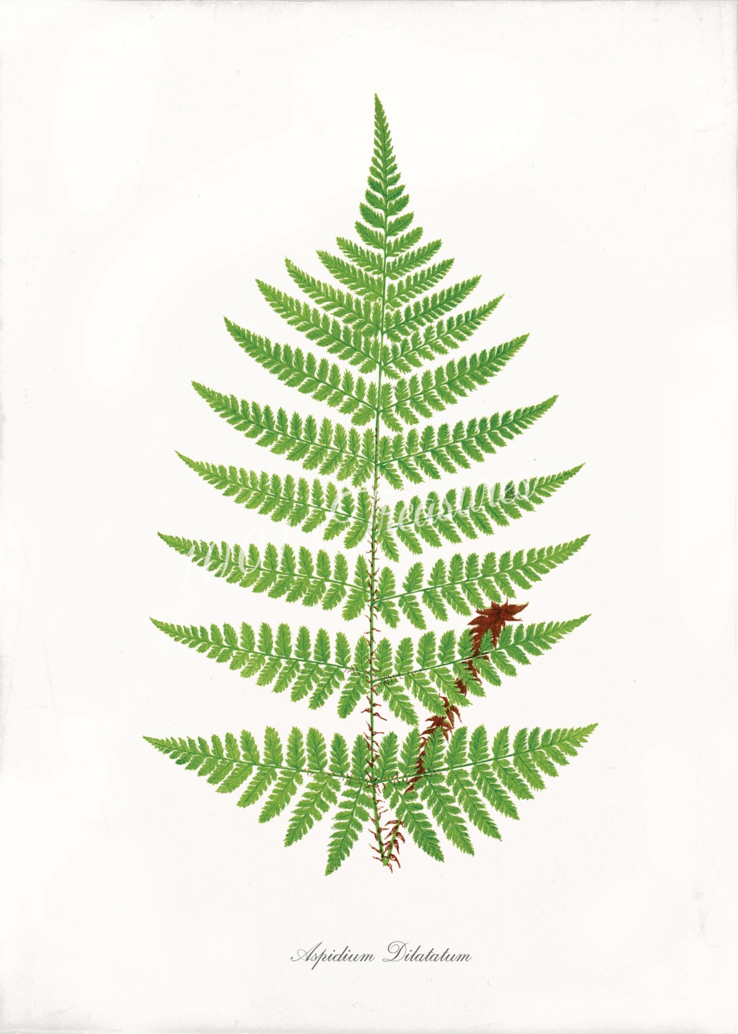 Antique Fern Art Print - 5 x 7 - Aspidium Dilatatum