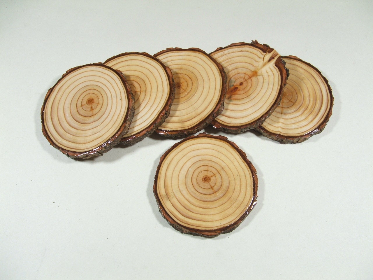 Rustic Larch Slice Coaster Set - Beautiful Larch Coasters.