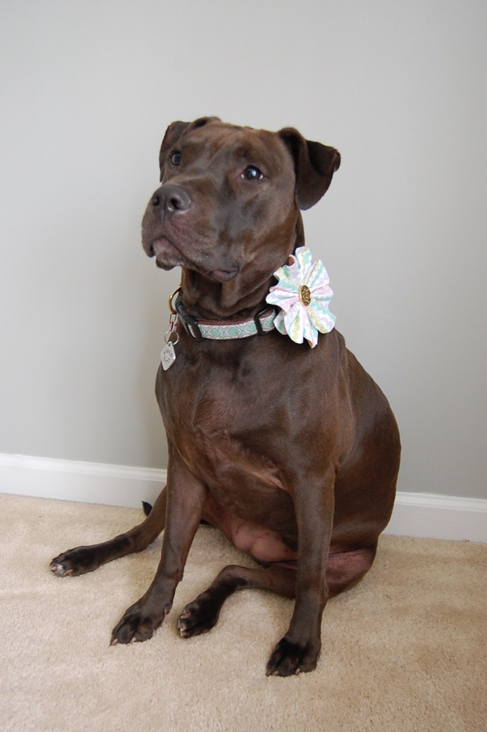 Sweet Scallop Flower Collar Accessory