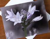Spring Flowers Blank Greeting Card, Note Card, Invitation