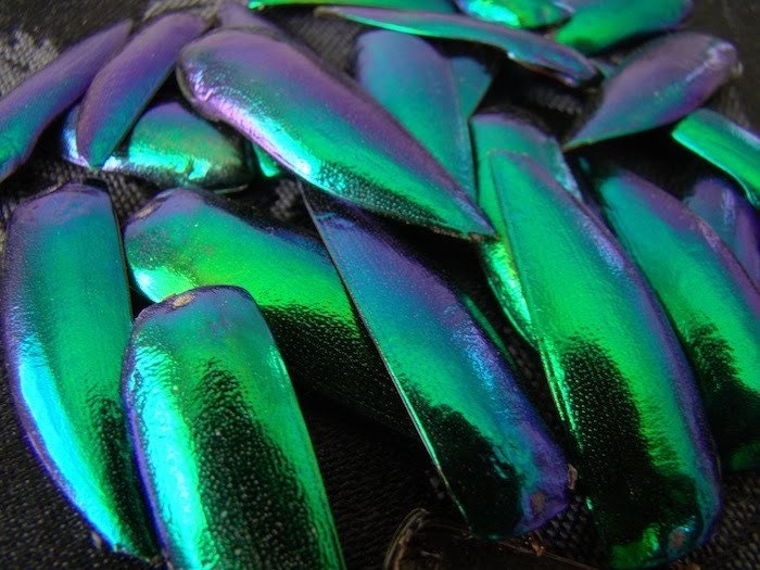100 Real Elytra Beetle Wings for crafting - beetle wing, beetle jewelry, taxidermy, insect