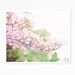 Flowering Dogwood in the South End, Springtime in Boston - 8x10 Print - Boston - New England- Fine Art Photo