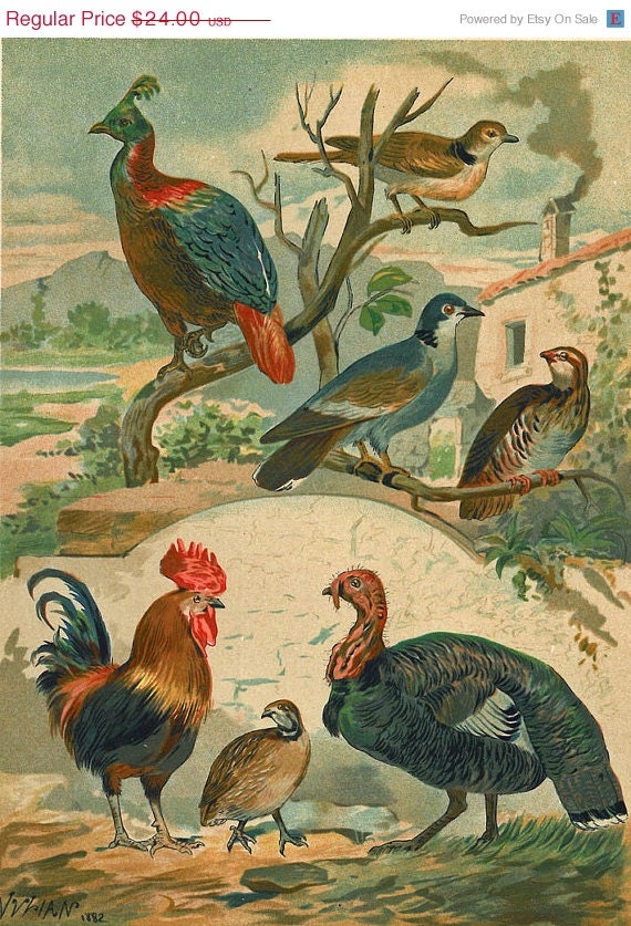 1883 Gallinaceous Birds Antique Color Lithograph
