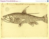 Fish Sketch Drawing, Pirape, Maranhao,  Brazil