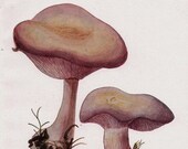Edible Mushrooms Vintage Print Wood Blewit Offset Lithograph, 1948