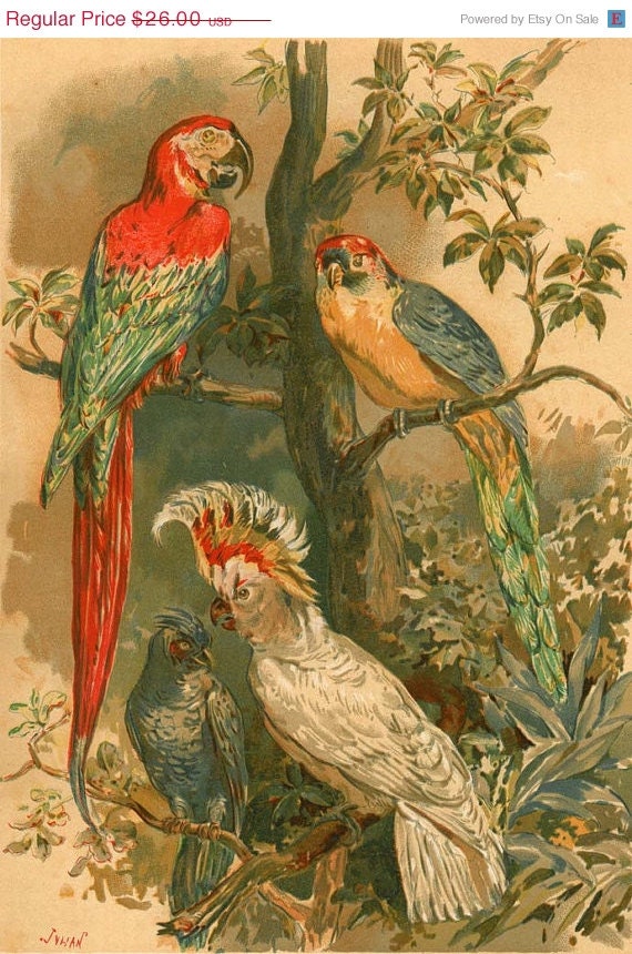 1883 Parrots Antique Print  Birds Ornithology Chromolithograph