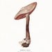 Mushroom Vintage Print Volvaria 1948 Poisonous