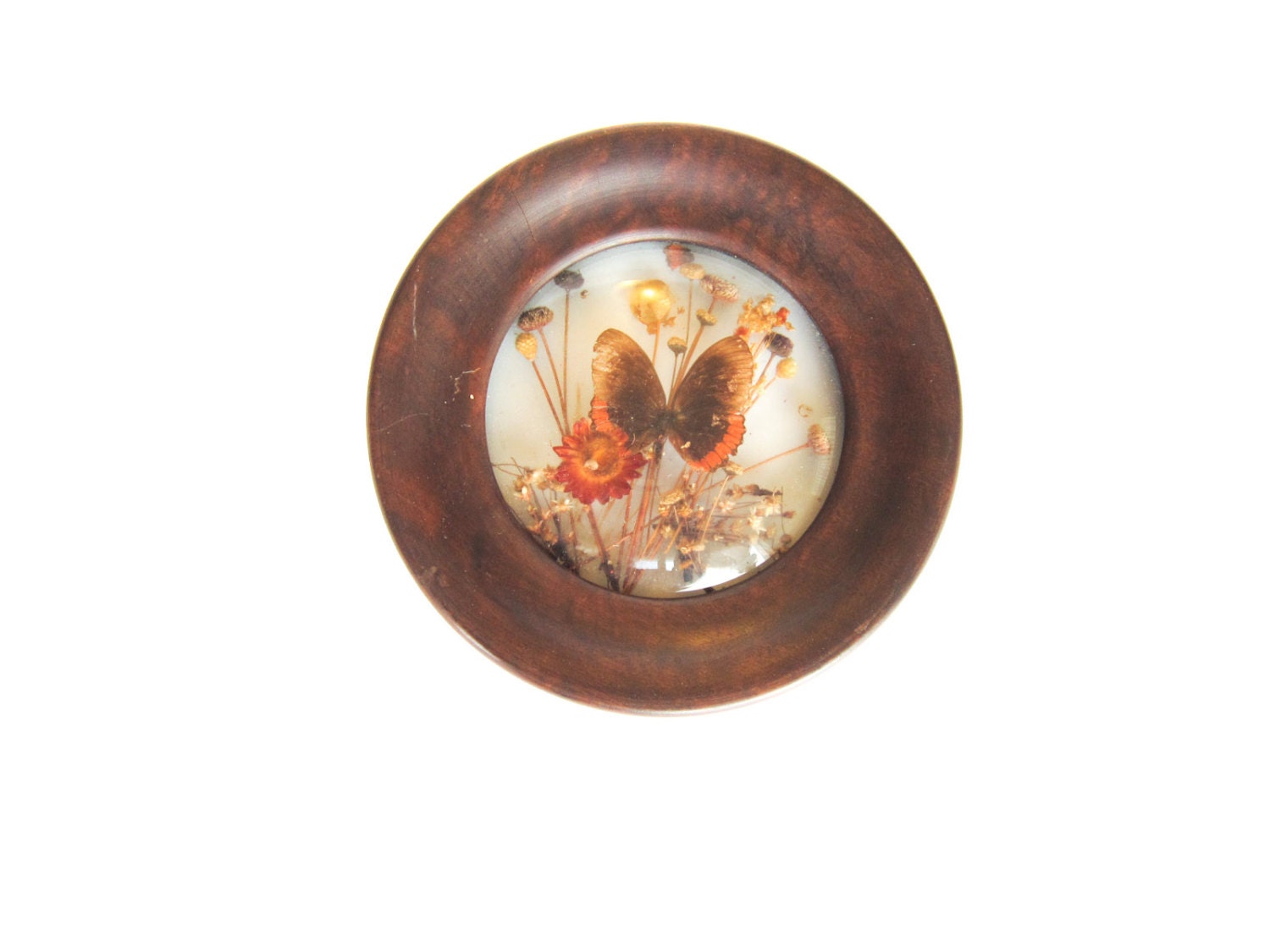 Vintage Round Bubble Glass Wood Frame Display Terrarium